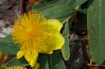 Cedarglade St. Johnswort